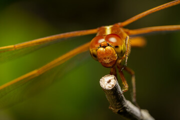 Macro stock photo of a yellow dragonfly
