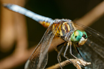 Macro stock photo Pachydiplax longipennis Blue Dasher Dragonfly