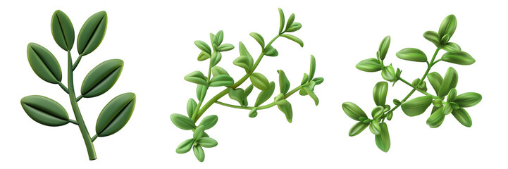 PNG thyme leaf 3d icons and objects collection, in cartoon style minimal on transparent, white background, isolate