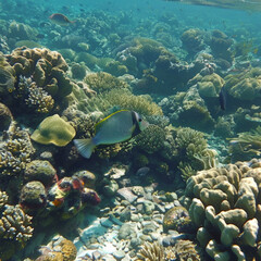 Fototapeta premium sea, underwater, water, coral, reef, fish, ocean, diving, tropical, nature, scuba, beach, snorkeling, travel, summer, marine, egypt, clear, blue, island, caribbean, dive, coral reef, sand, school