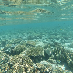 Obraz premium sea, underwater, water, coral, reef, fish, ocean, diving, tropical, nature, scuba, beach, snorkeling, travel, summer, marine, egypt, clear, blue, island, caribbean, dive, coral reef, sand, school