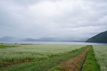 花畑と田沢湖(9月）