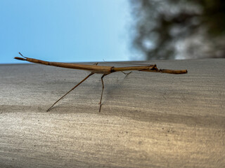 A stick insect is standing on a table