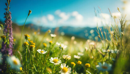 Summer meadow with different blooming wild herbs and flowers and blue sky. Pastel colors....