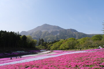秩父　羊山公園　芝桜
Chichibu, Yozan Park, turf cherry blossoms