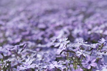 紫色の芝桜　Purple Shiba Cherry Blossom