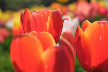 赤いチューリップ　Red Tulip