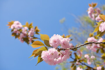 八重桜　double cherry blossoms