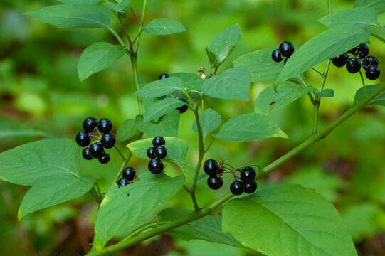 The shiny black ripe berries of the American Black Nightshade, Solanum americanum, a toxic native plant in the Solanaceae family.