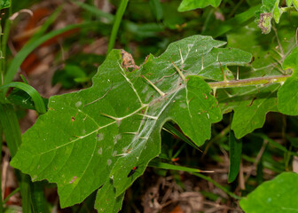 Close-up of the thorny leaves of the cockroach berry, Solanum capsicoides, a highly toxic plant in the nightshade family native to Brazil and introduced to tropical regions worldwide.