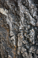 bark wood skin dry tree texture and background, nature life concept abstract