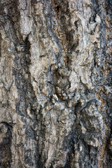 bark wood skin dry tree texture and background, nature life concept abstract