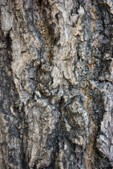 bark wood skin dry tree texture and background, nature life concept abstract
