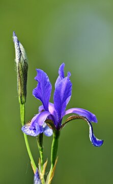 Sibirische Schwertlilie (Iris sibirica) im Marchegg Aureservat
