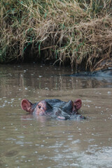 Submerged hippo peeking in river, Masai Mara