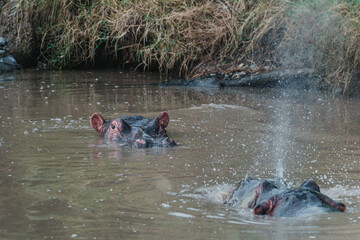 Fototapeta premium Submerged hippo peeking in river, Masai Mara