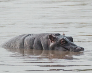 Fototapeta premium Submerged hippo peeking in river, Masai Mara