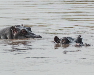 Submerged hippo peeking in river, Masai Mara