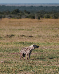 Naklejka na ściany i meble Young spotted hyena on Ol Pejeta grasslands
