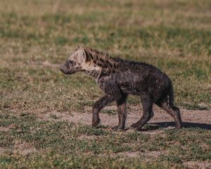 Young spotted hyena on Ol Pejeta grasslands