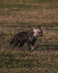 Young spotted hyena on Ol Pejeta grasslands