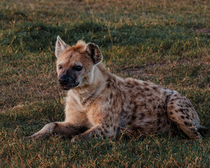 Resting hyena in sunlight, Masai Mara grassland