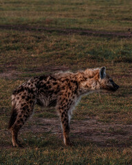 Alert hyena on Masai Mara plain at dusk