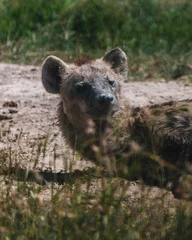  Resting hyena in sunlight, Masai Mara grassland © _mishamartin