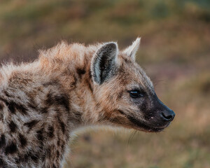 Alert hyena on Masai Mara plain at dusk