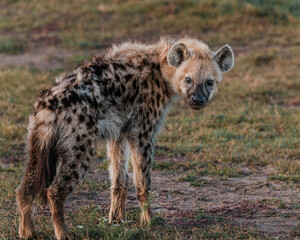 Alert hyena on Masai Mara plain at dusk