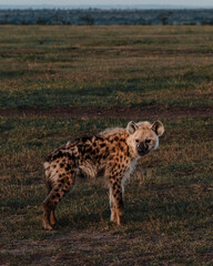 Alert hyena on Masai Mara plain at dusk