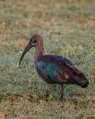 Hadada ibis foraging at dawn, Masai Mara