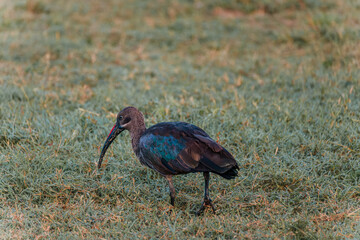 Hadada ibis foraging at dawn, Masai Mara