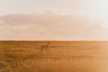 Lone impala standing in Ol Pejeta Conservancy - obrazy, fototapety, plakaty