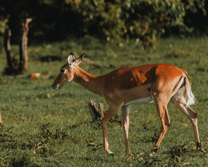Graceful impala browsing in Masai Mara