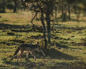 Jackal with antelope prey in Ol Pejeta Conservancy