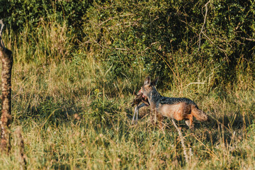 Jackal with antelope prey in Ol Pejeta Conservancy