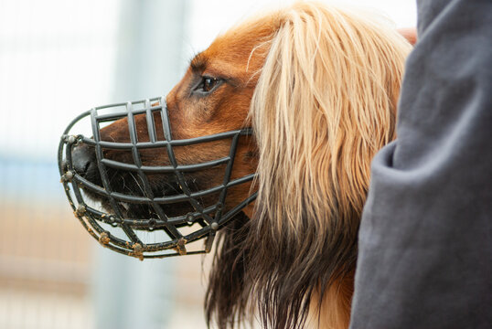 Afghanischer Windhund nach dem Hunderennen