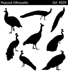 peacock standing and walking in different positions silhouette set vector. Can be used as a postcards, logos, etc,Wild ducks full body silhouette collection. peacocks silhouette on a white background.