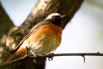  A male common redstart sits on the thin branch and looks toward the camera lens on a sunny spring day.