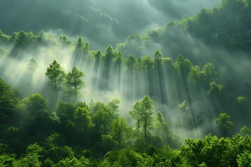 Morning sun rays breaking through the fog and trees in the forest.