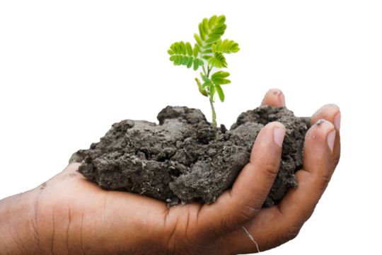 environment Earth Day In the hands of trees growing seedlings. PNG image . male hand holding tree on nature field grass Forest conservation concept. PNG IMAGE