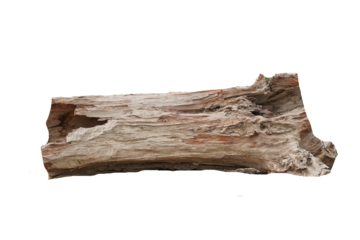 Dead tree isolated on white background, Dead branches of a tree. Part of single old and dead tree on white background. Old tree trunk. PNG IMAGE