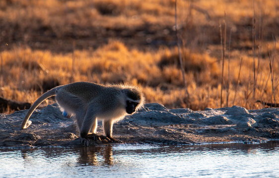 A vervet monkey male (Chlorocebus pygerythrus) slakes his thirst at Khwalimanzi Hide, Camdeboo National Park.