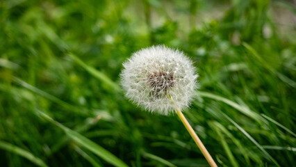 Verblühter Löwenzahn