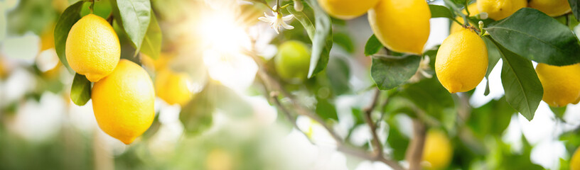 Ripe lemons on a tree in radiant sunshine. Horizontal close-up.