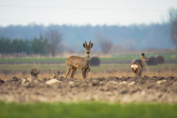 A group of deer in the field, March day