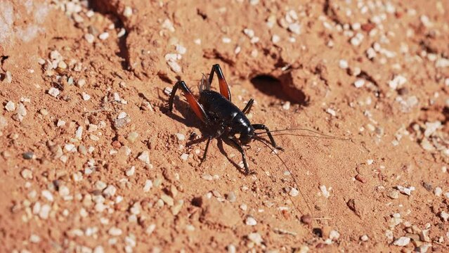 Black cricket with red legs wandering through the Escalante desert during the Spring.