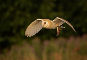 barn owl hunting