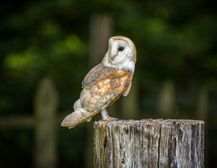 barn owl perched on stump